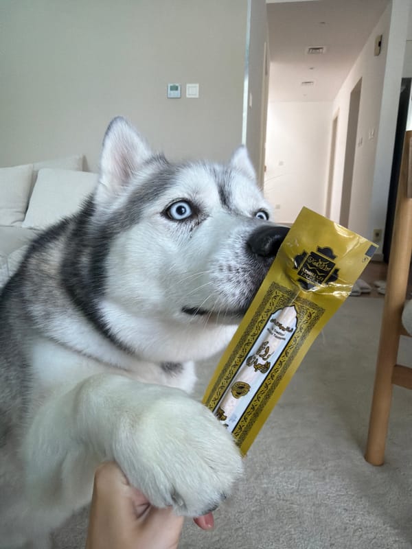 Blue-eyed Husky investigates a gold treat package in Dubai