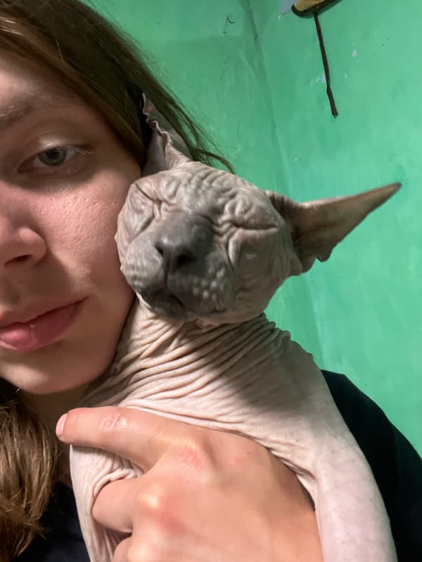 Pets at home in Nizhny Tagil — Sphynx cat and dogs