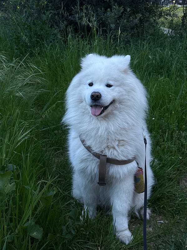 Samoyed dog spotted resting in Šušanj park area