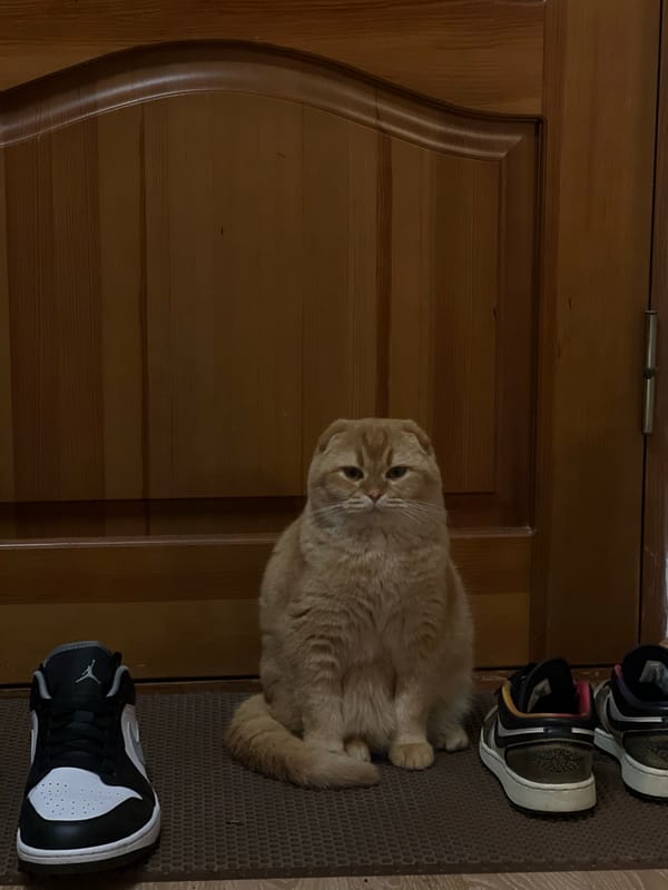 Scottish Fold cat sits with sneakers on Voronezh doormat