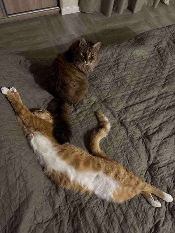 Quiet evening at home with cats documented in Bar