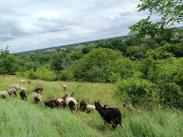 Mixed livestock flocks graze pastoral fields during morning hours
