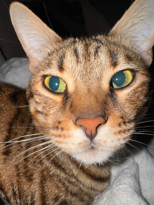 Close-up cat photos captured in Votkinsk, Russia