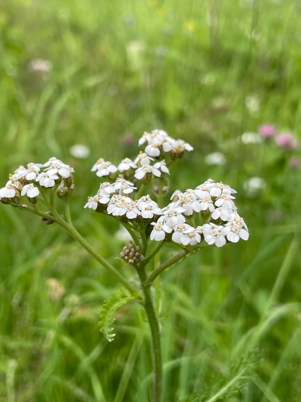 Cats, wildflowers, and a lazy summer morning in rural Russia