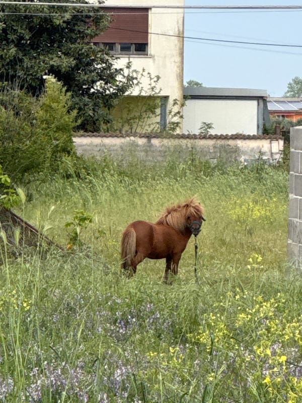 Woman poses with pony in wildflower field near Rome