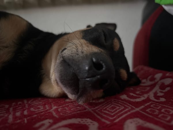 Peaceful evening moments with sleeping dog documented in Kuklen home