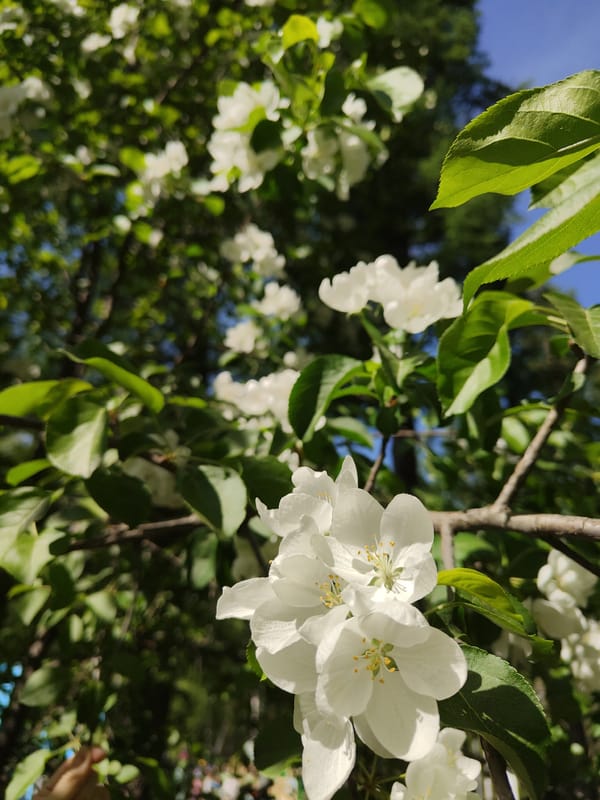 Spring morning documented at urban military memorial park