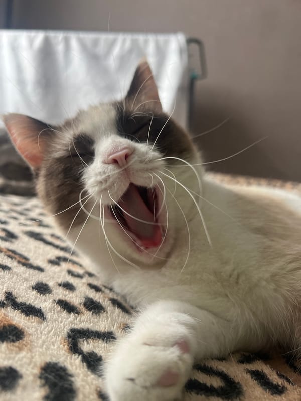 Cat photographed yawning on patterned fabric in Votkinsk