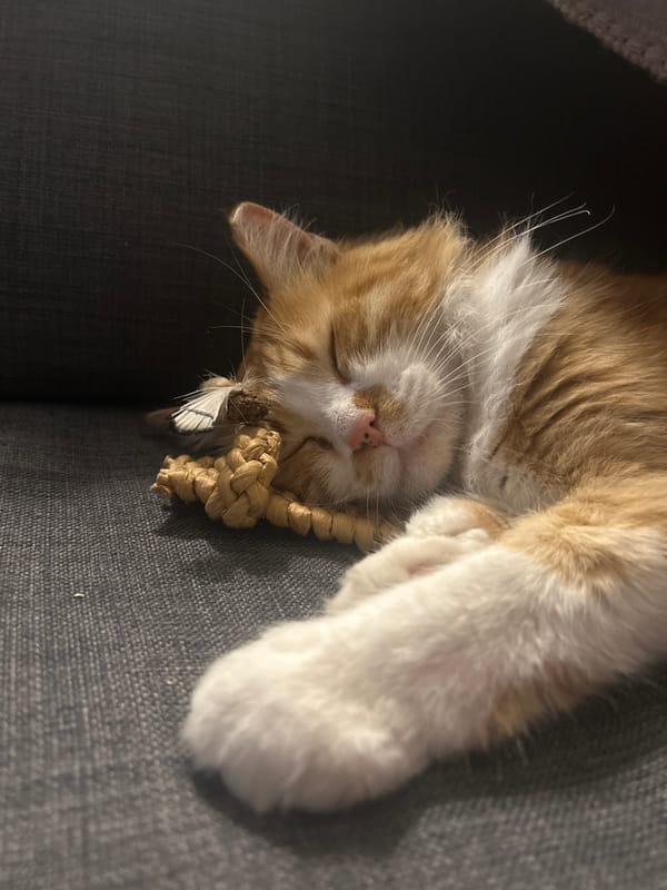 Harnessed orange cat observed sleeping and roaming indoors