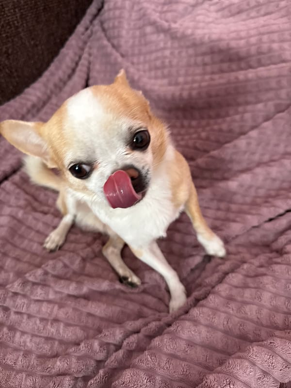Chihuahua photographed in multiple indoor settings in Rostov-on-Don