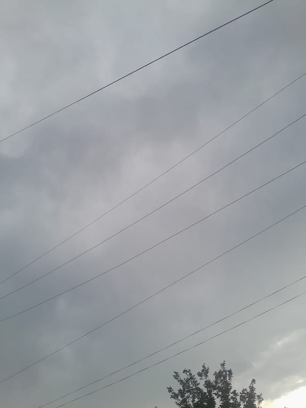 Observer documents overcast afternoon scenes with power lines, jade plant