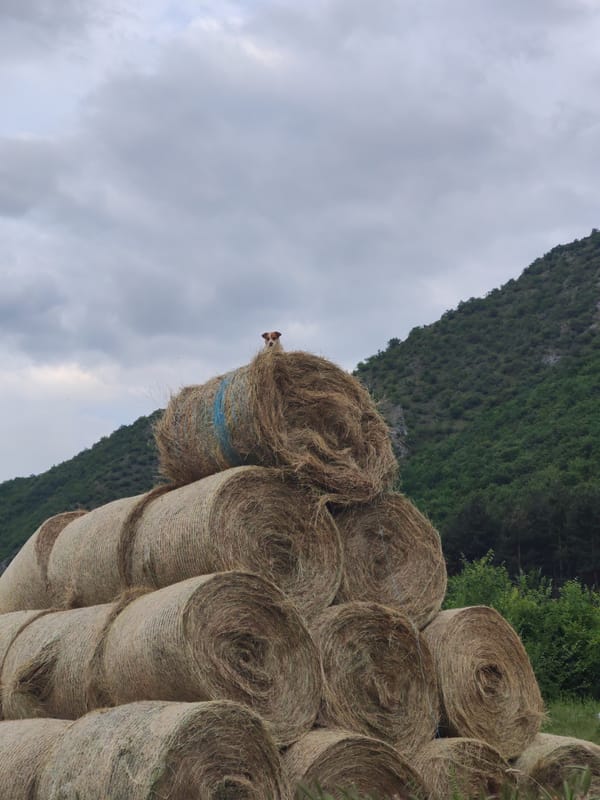 Rural wildlife and pastoral scenes documented during afternoon hours