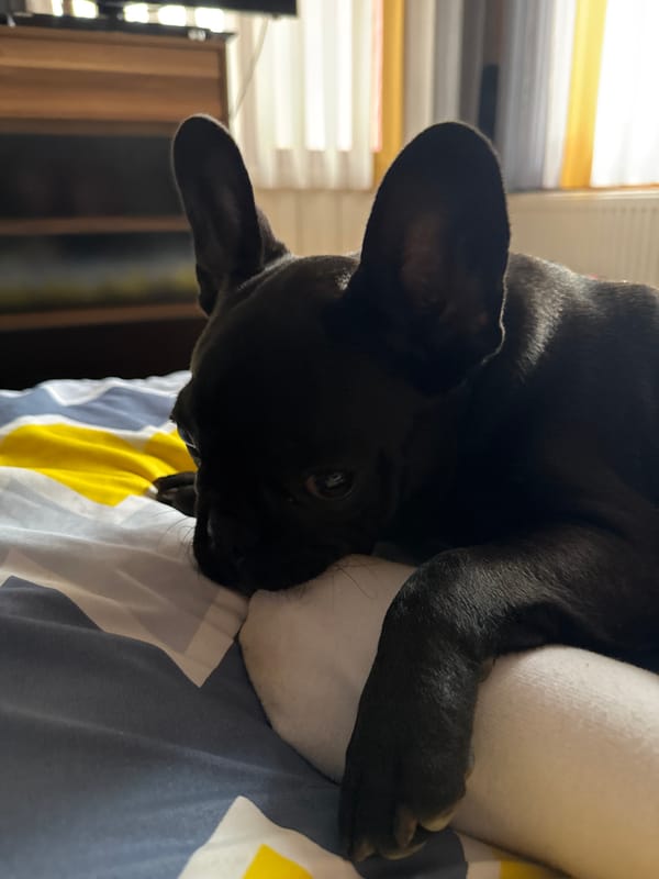 French Bulldog puppy photographed resting in Tervel, Bulgaria