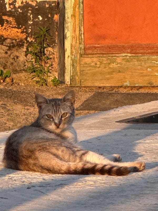 Cats, golden light, and quiet afternoon details in Kremenchuk