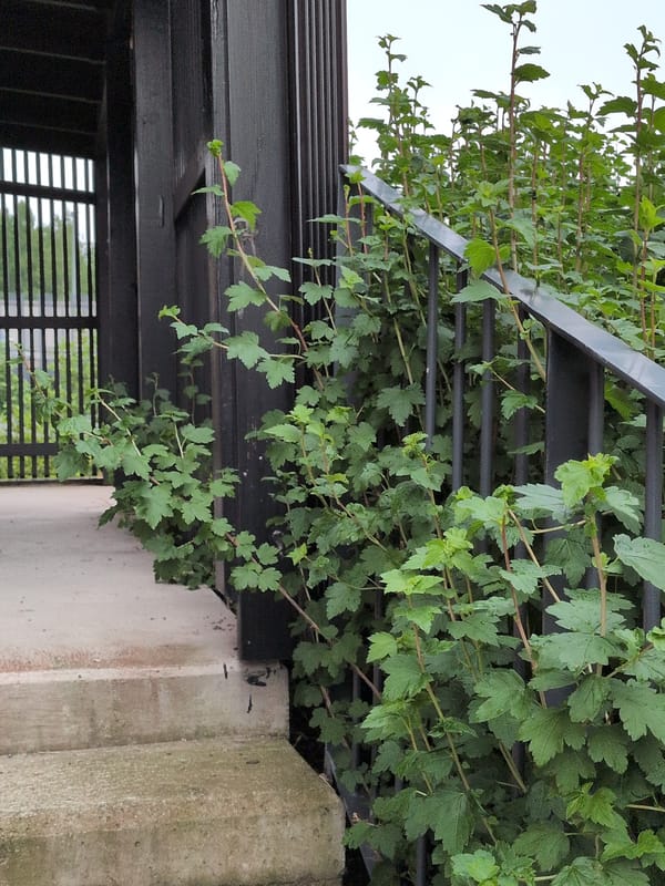 Residential area views in Vantaa with weathered stairs and apartment building