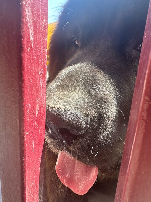 Dogs spotted playing and resting in Manole, Bulgaria neighborhood