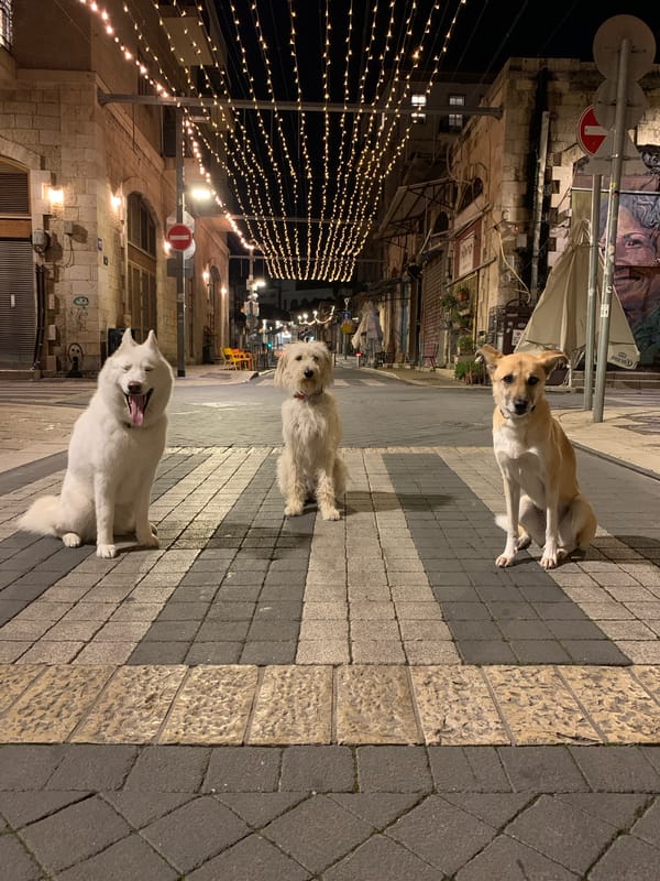 Dogs spotted across nighttime Tel Aviv streets and homes