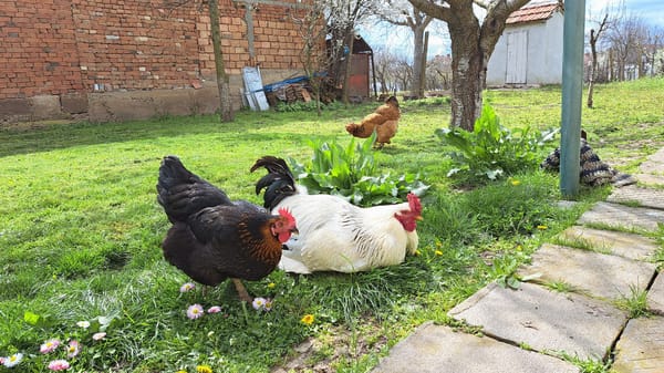 Domestic animals observed in outdoor residential settings