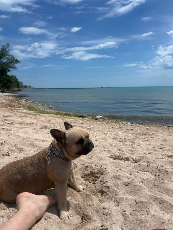 French Bulldog enjoys beach day in Balchik, Bulgaria
