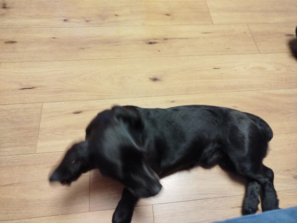 Black Lab with green collar hangs out indoors in Donskoye