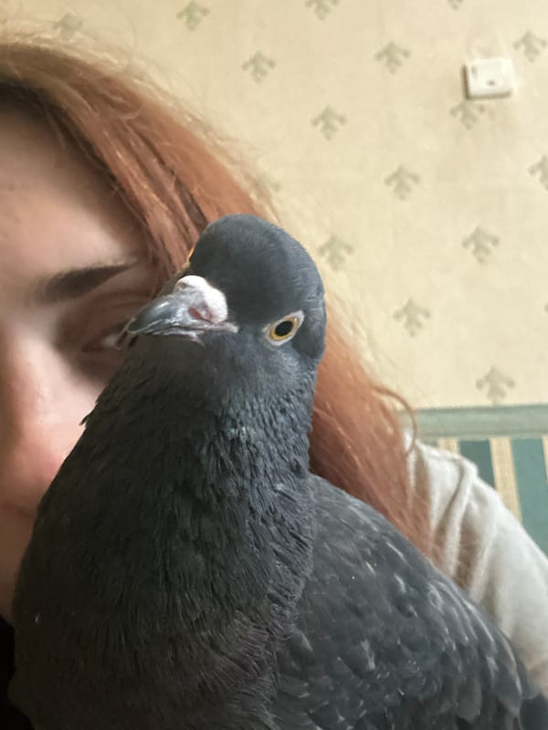 Pigeon, Sphynx cat, and their owner at home in Togliatti
