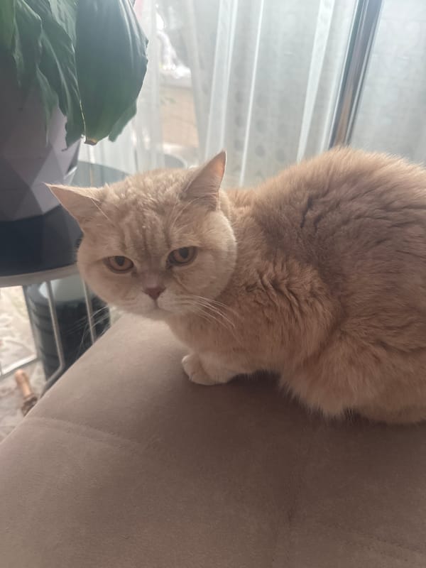 Cat rests on beige sofa indoors Friday afternoon