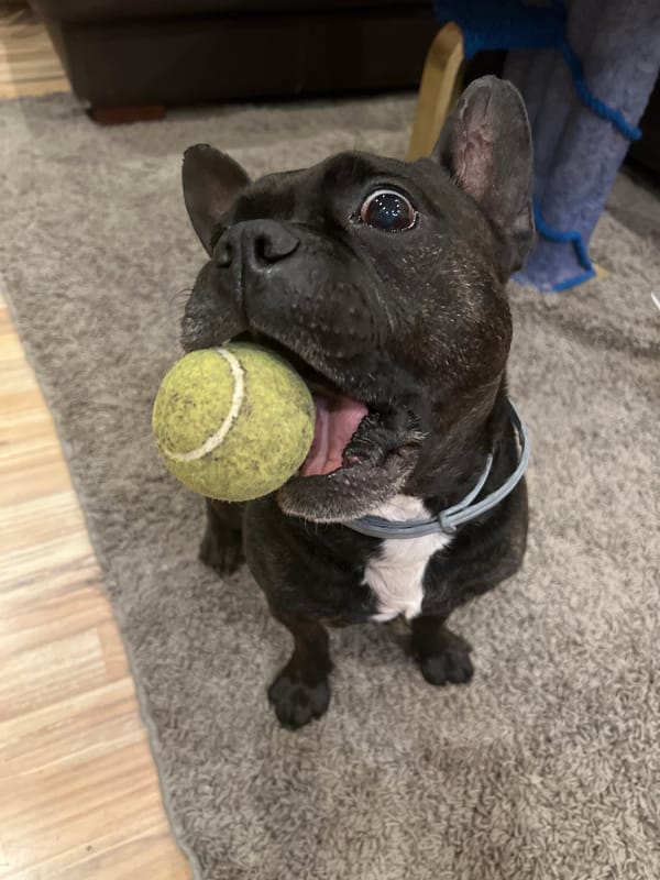 French Bulldog plays with tennis ball in Burgas home