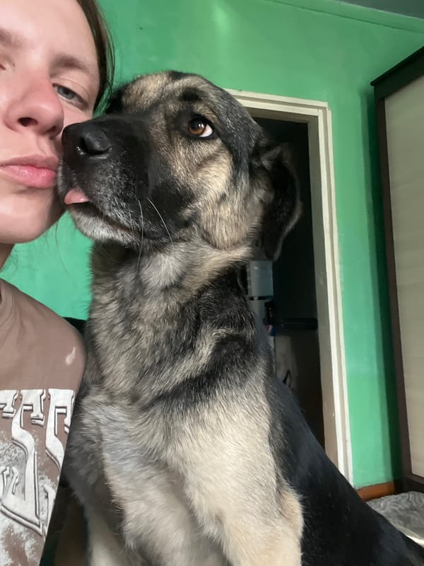 Pet interactions documented across Nizhny Tagil during afternoon hours