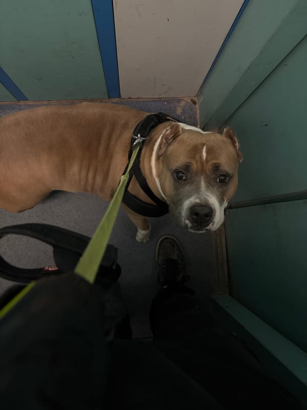 Pit Bull Terrier on leash photographed in Minsk