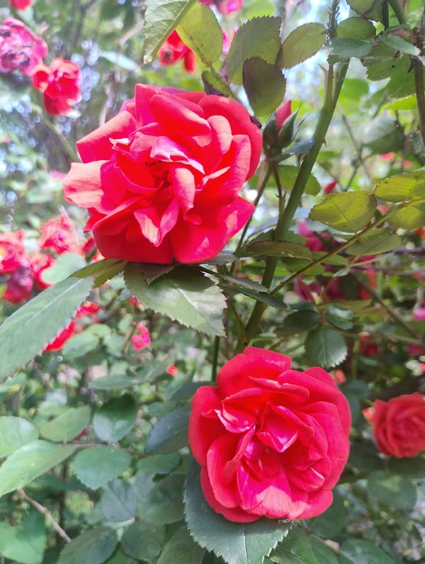 Red roses bloom in Kropyvnytskyi gardens captured by witnesses