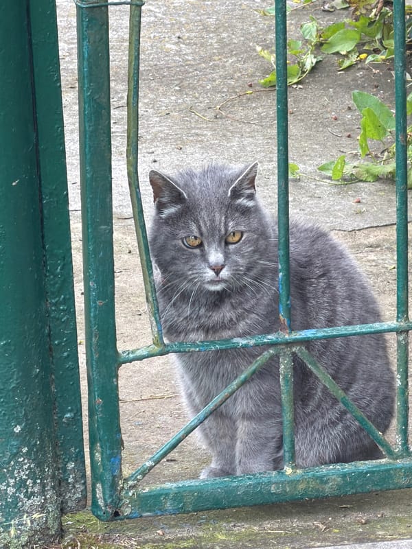 Cats, waves, and painted birdhouses in Dreiliņi