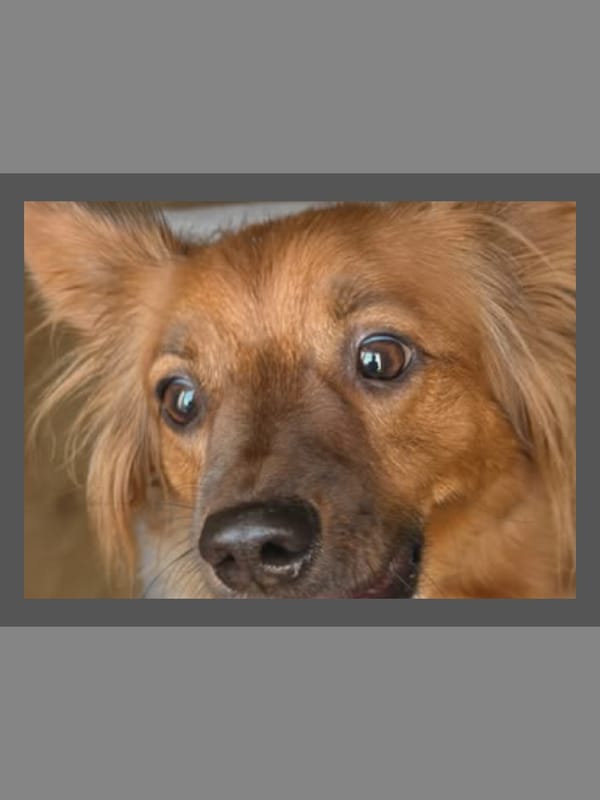 Dog day: feeding, bathing, and a bit of cooking