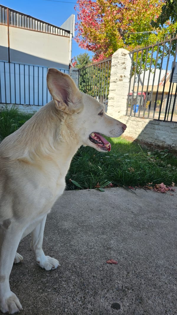 Dog resting and motivational message captured in Chile