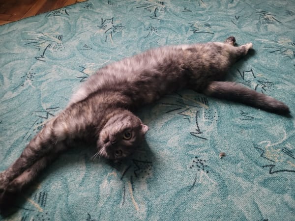 Scottish Fold cat relaxes on patterned rug in Izhevsk