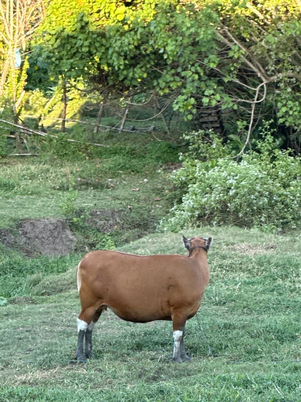 Villa pool day in Bali, cows grazing just next door
