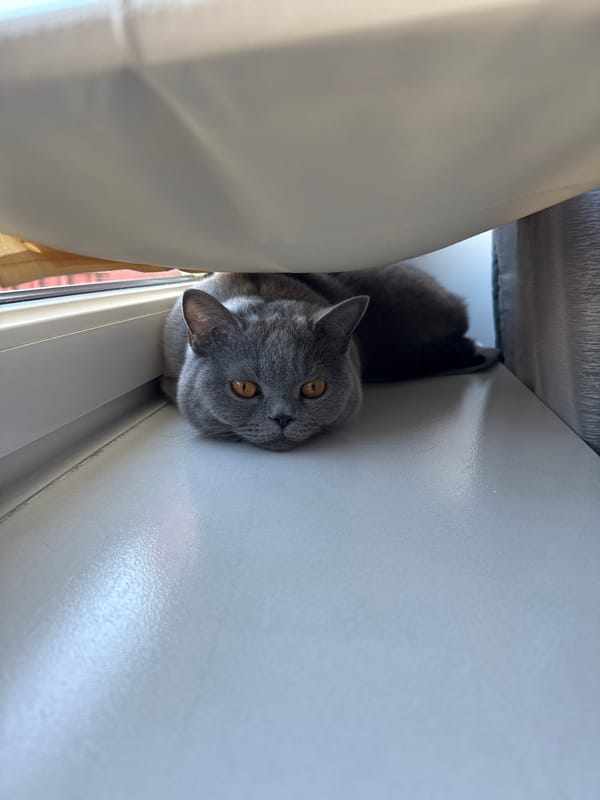 British Shorthair by the window, Zielona Góra apartment