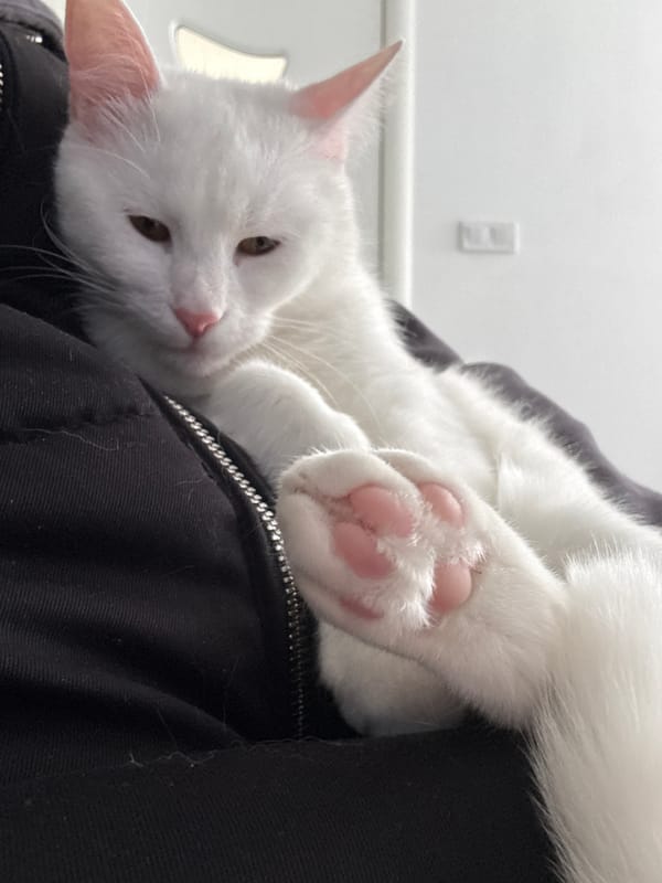 Spring morning scenes captured across residential Burgas, Bulgaria