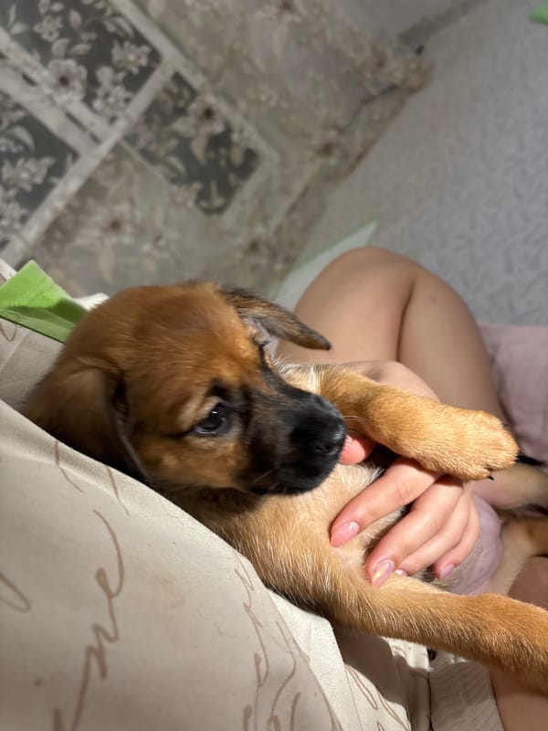 Puppies play and rest indoors during 29-minute observation period