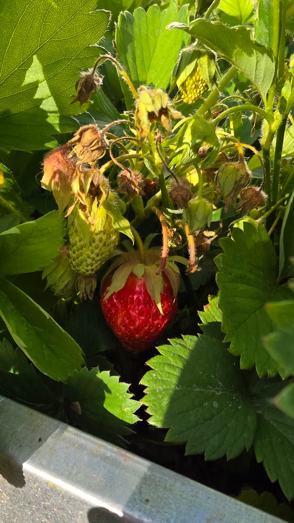Spider with egg sac observed in strawberry garden