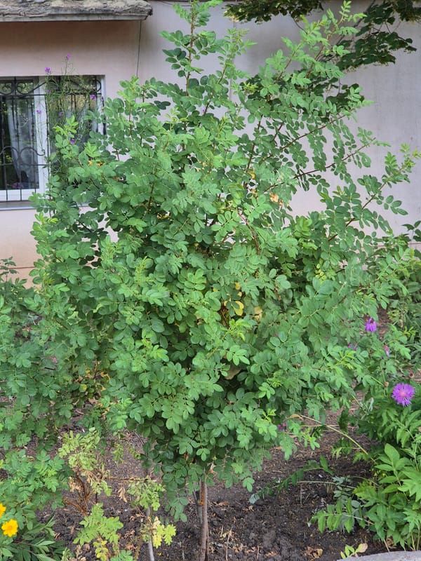 Sozonivka village life: streets, gardens, and everyday scenes