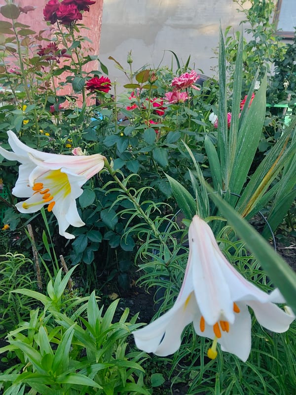 Roses and lilies in full bloom, Donetsk garden