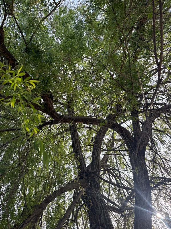 Spring blooms documented across Sirius and Sochi, Russia