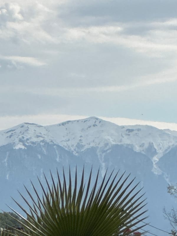 Snow-capped mountains and palm trees observed in Sirius, Russia