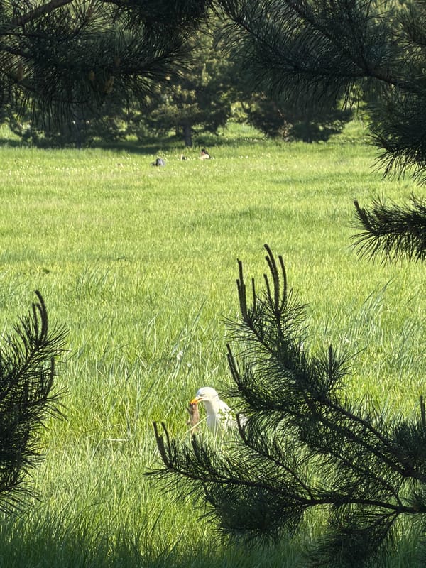 Ground squirrel spotted in sunny Krasnoyarsk park