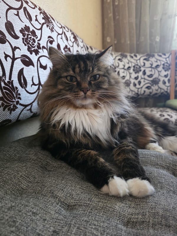Tabby cat lounging on a grey sofa, holding eye contact