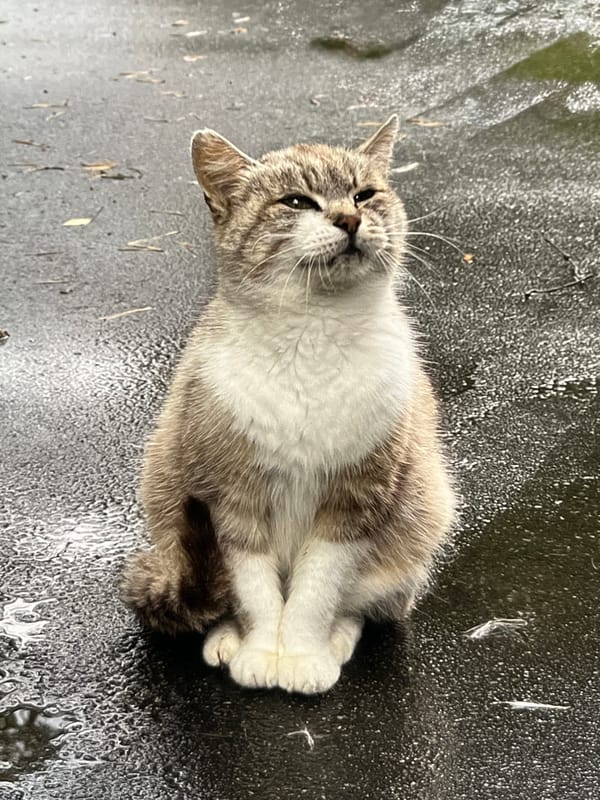 Tabby cat resting on wet asphalt, paws tucked in