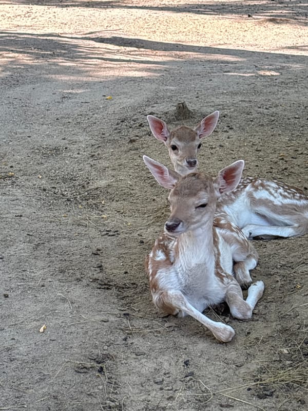 Fawns, llamas, and a white peacock at a rural Bulgarian animal enclosure
