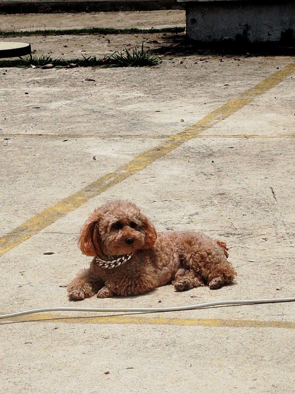 Rural Vietnam morning captures dog, fishermen, muddy river scenes