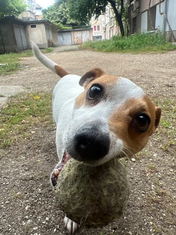 Jack Russell Terrier plays with tennis ball in Plovdiv