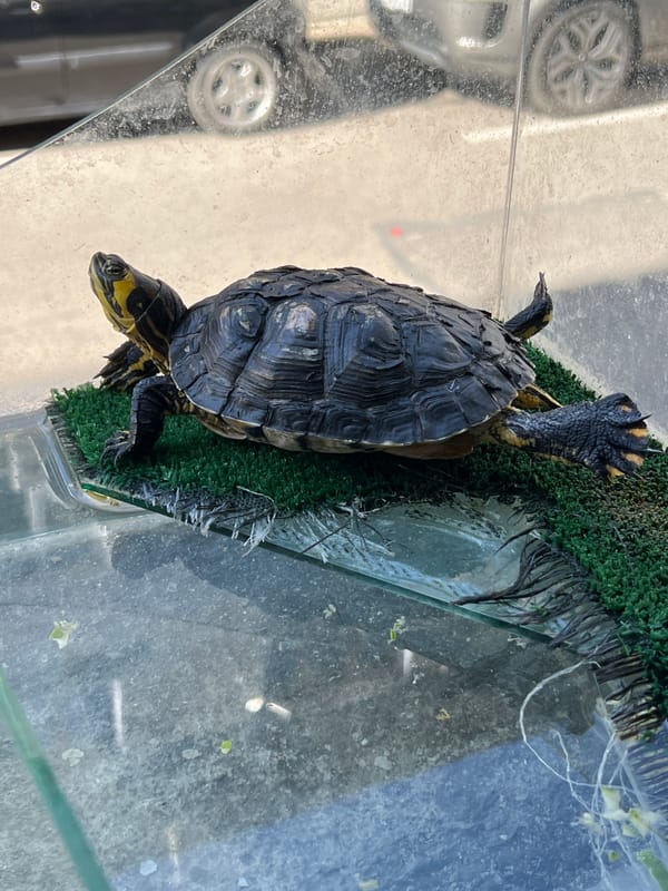 Afternoon in Sofia: shop selfies, pet turtles, and everyday details